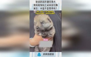 比特犬在中国