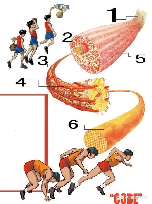 体育媒介从形式上包括哪些